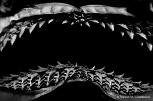 c46-JAWS_R.jpg